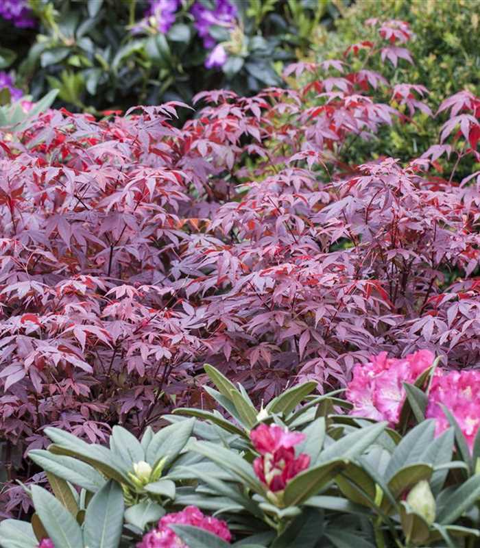 Acer palmatum Attropupureum, Roter Fächerahorn 'Atropurpureum