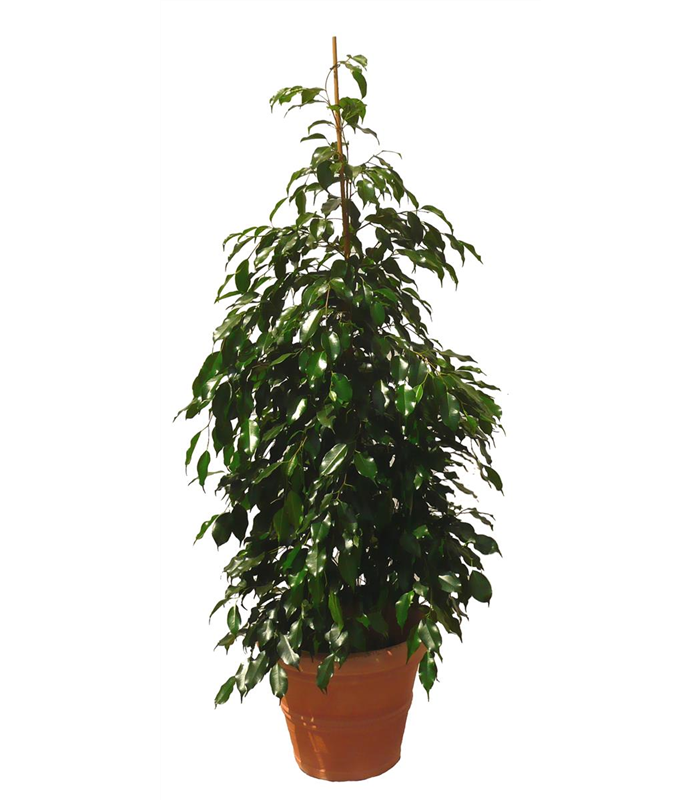 Ficus benjamina, BirkenFeige Planter's Punch